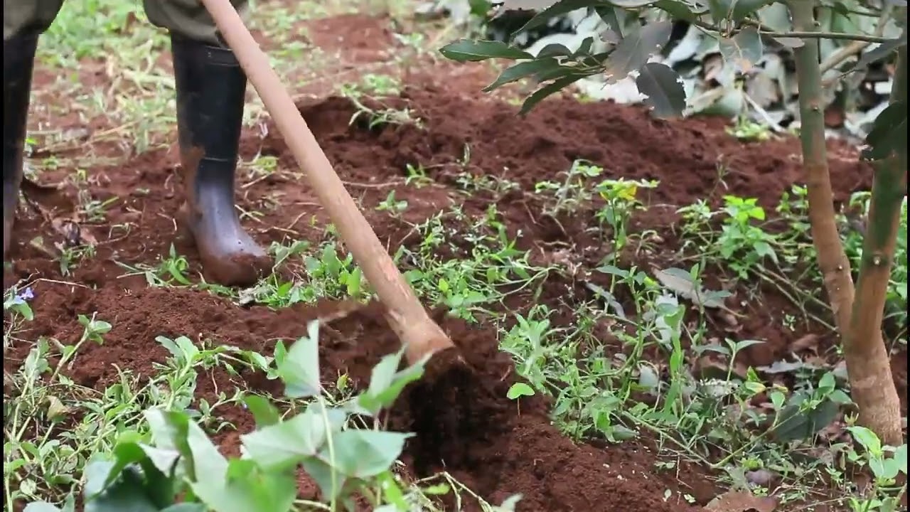 AVOCADO FARMING-Proper manure application