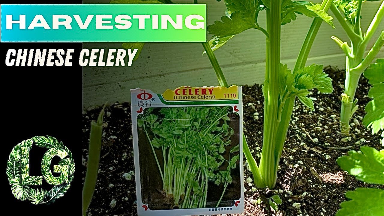 Harvesting Chinese Celery 