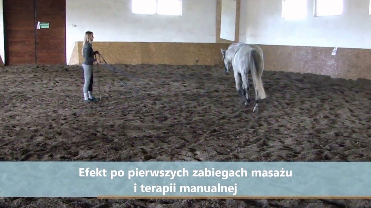 Fizjoterapia koni (efekty masażu) Fizjo-Equi-Med
