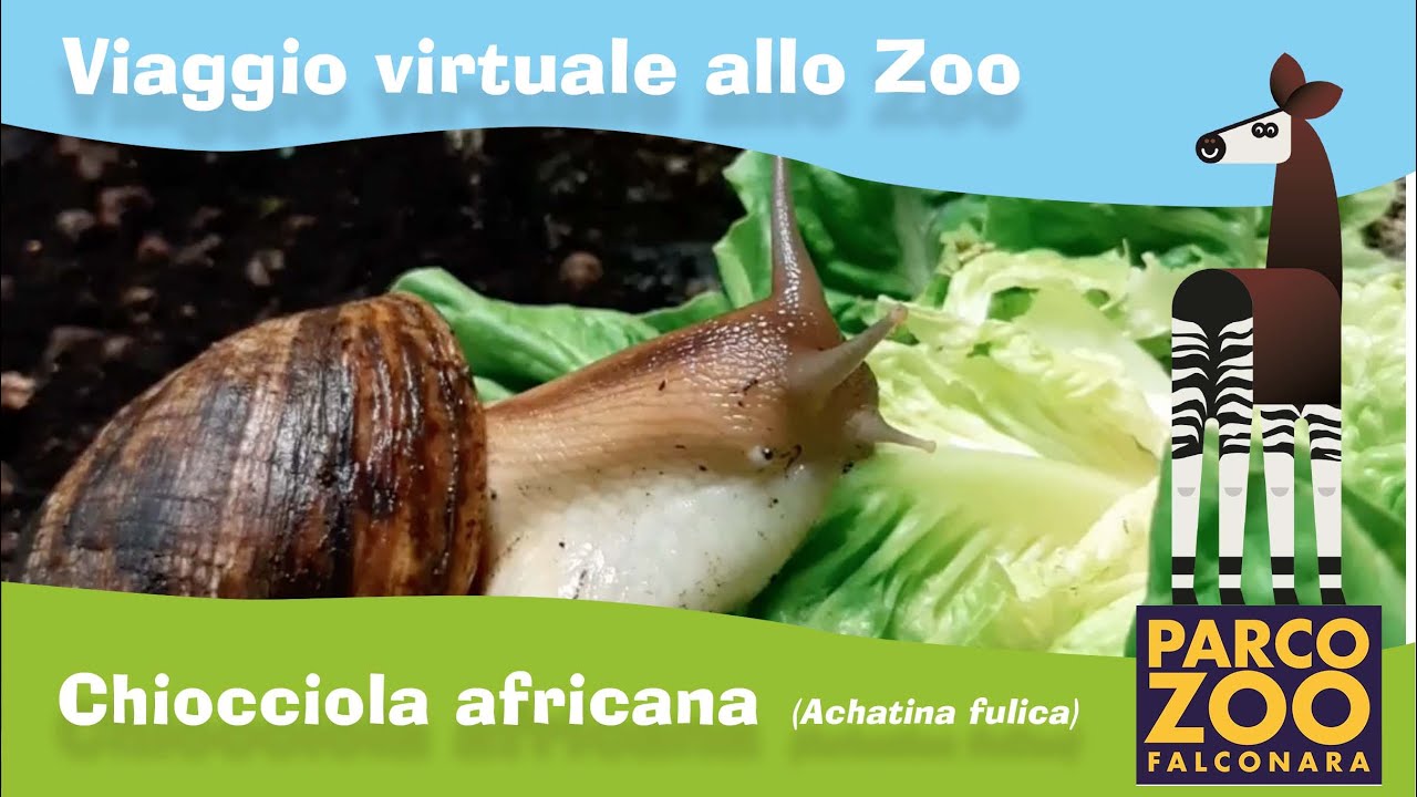 Chiocciola africana (Achatina fulica)