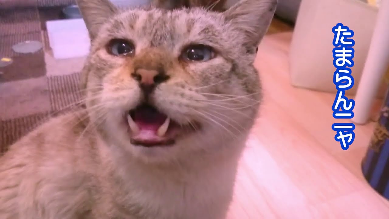 《3日絶食猫》腹ペコ通い猫にチキンを茹でたら匂いに大興奮！激しいおねだり攻撃にパパさんタジタジ…２匹で奪い合い勃発…そしてラストに通い猫「ぱくちゃん」が人の言葉をしゃべった！？【しゃべる猫】