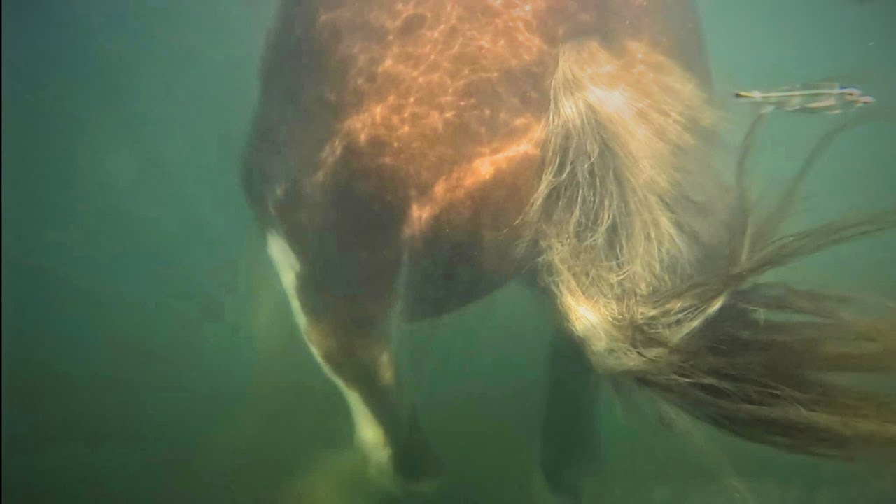 Magical UNDERWATER Swim With Our Clydesdale Horse❤️