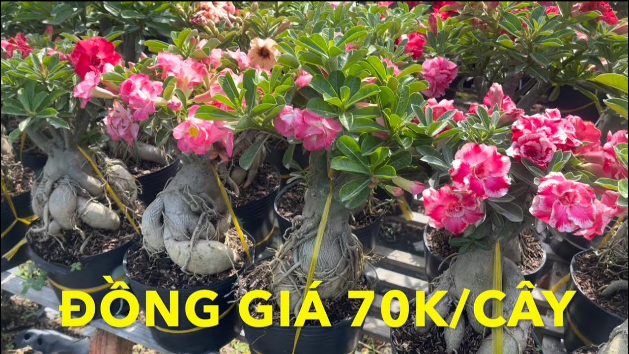 [70K] (SÁNG 06/02/26) SỨ GHÉP XÃ HÀNG LH 08.34567.192