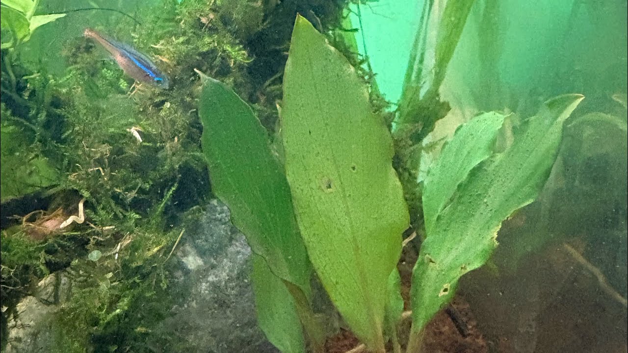 Aquascape Mini