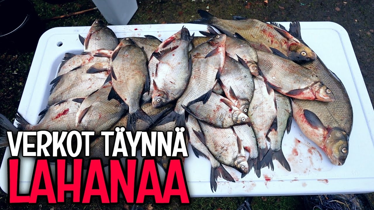 25 KILON KALASAALIS! - LAHNAPARVI UI BAITS KALAVERKKOON - NYT ON KALAA TALVEKSI😀