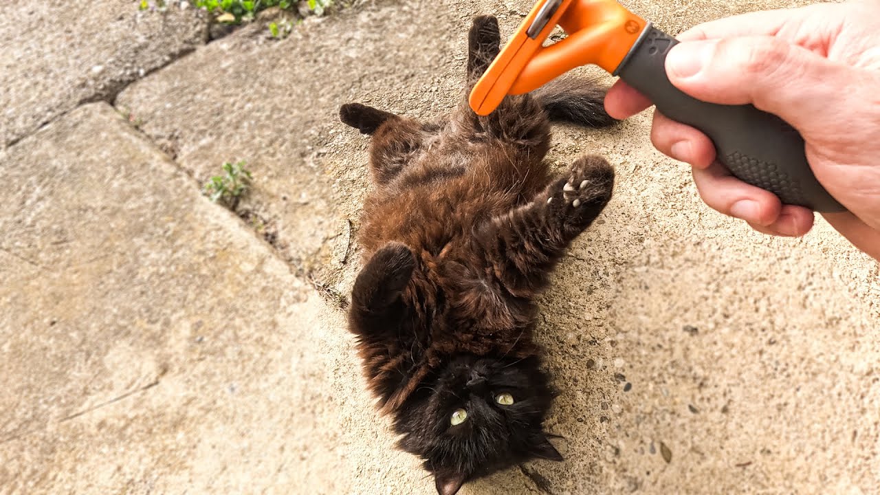 Too Comfy to Be Brushed, Too Cute to Be Resisted!!
