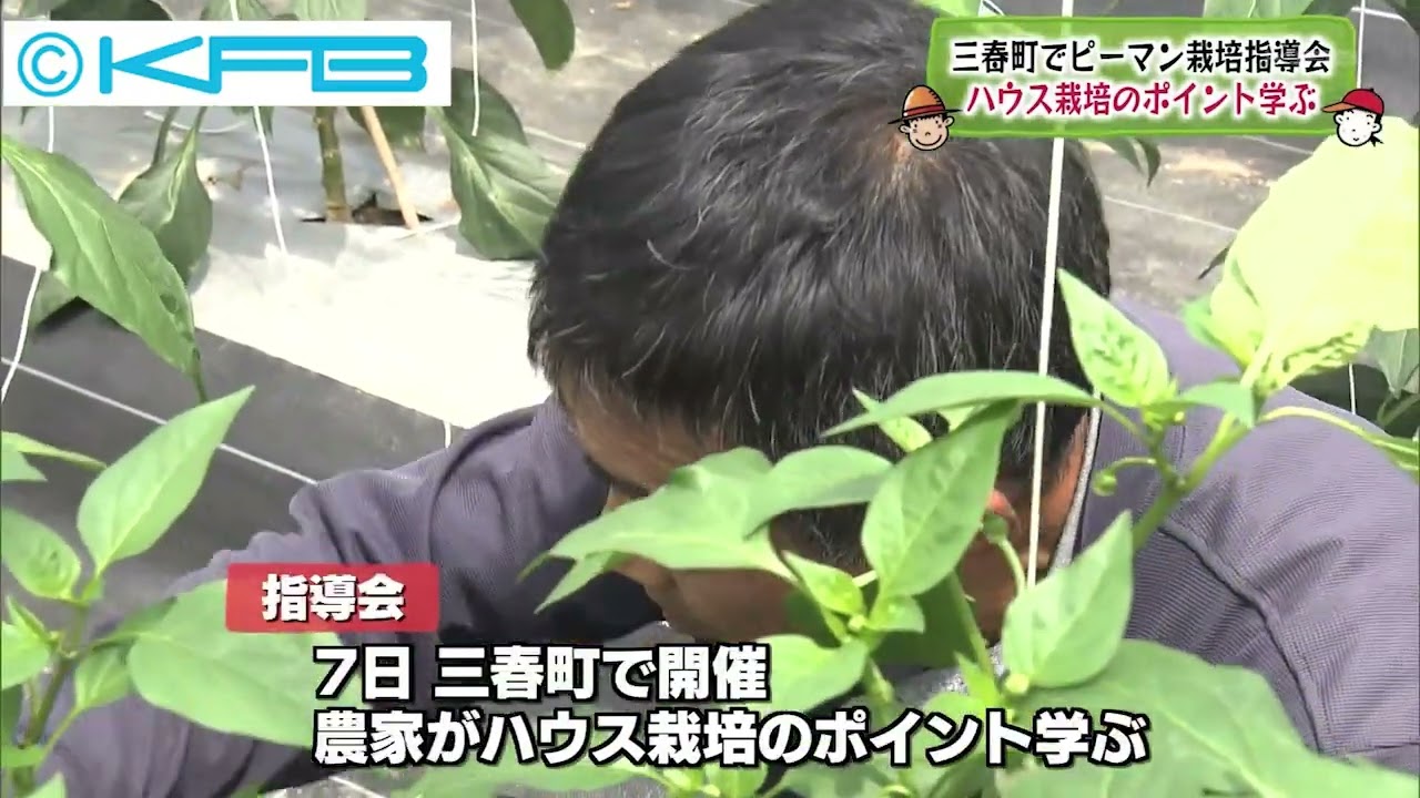 06/08　三春町でピーマン栽培指導会　ハウス栽培のポイント学ぶ