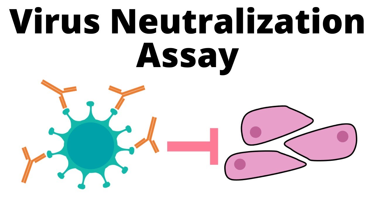 Antibodies effective against Omicron? - Serum Virus Neutralization assay