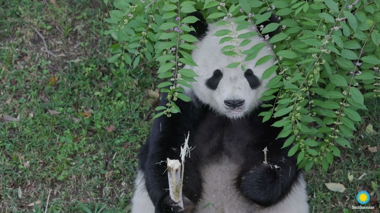 Farewell, Tian Tian