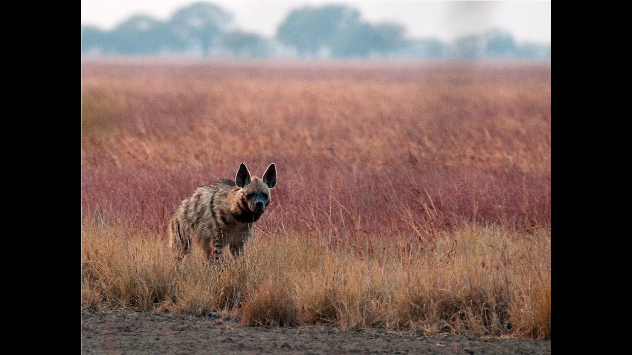 Striped Hyena - Blackbuck National Park, Velavadar