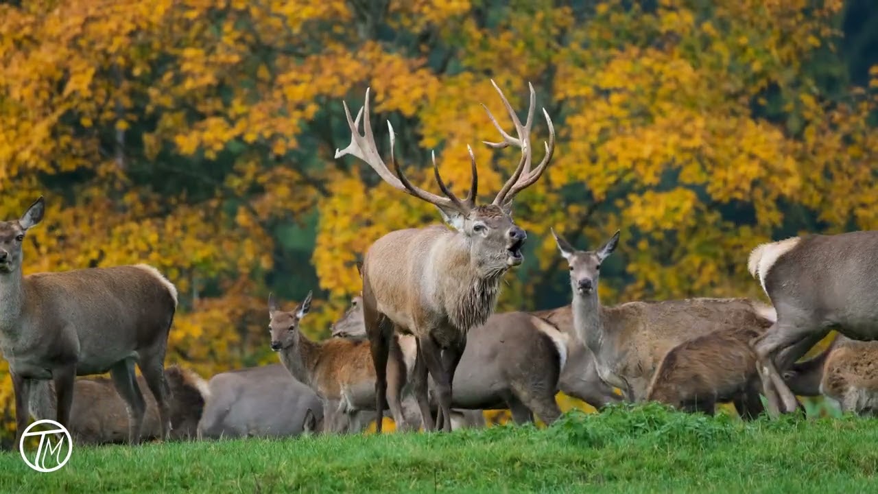 Deer | TM Network 
