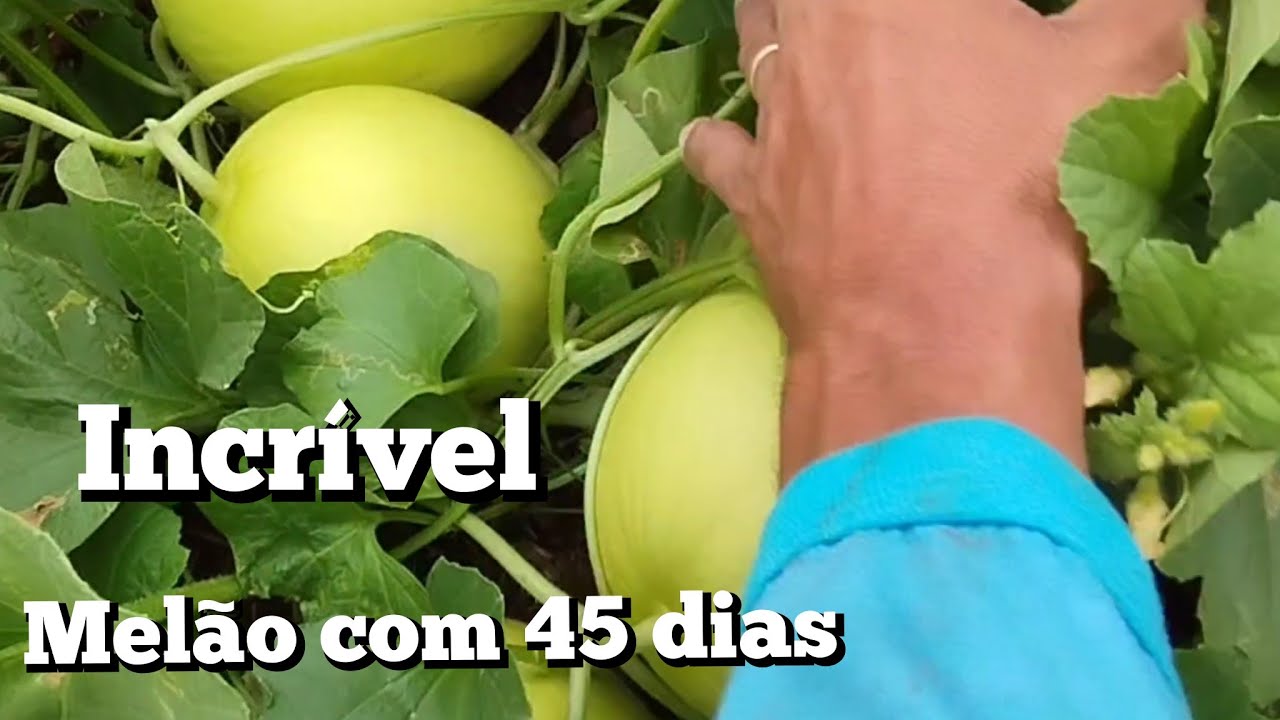 plantio de melão