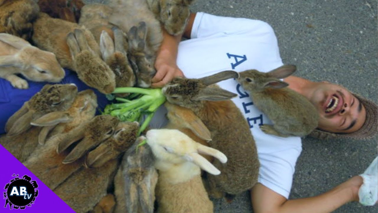 Crazy HUGE Animal Gatherings! 5 Weird Animal Facts : EP.55