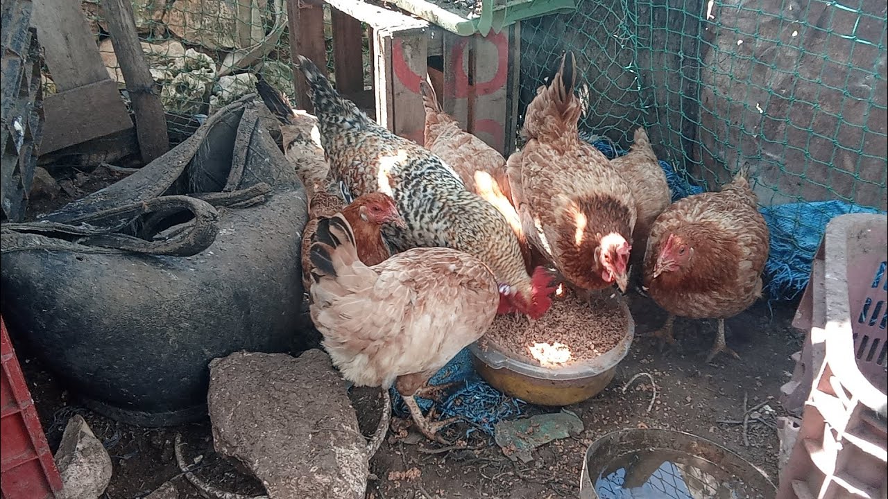 جمع حصيلة البيض ديال ليوم