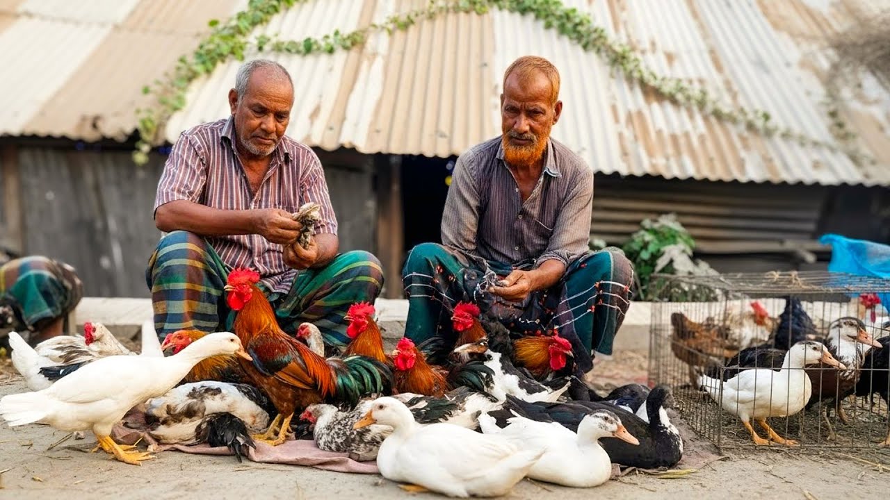 কামরাঙ্গিরচর হাঁস-মুরগির হাটের আজকের বাজার কি আপনার প্রত্যাশা পূরণ করবে?