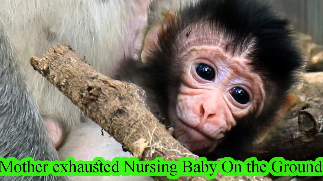 Mother exhausted Nursing Baby On The Ground |New Baby Monkey Born