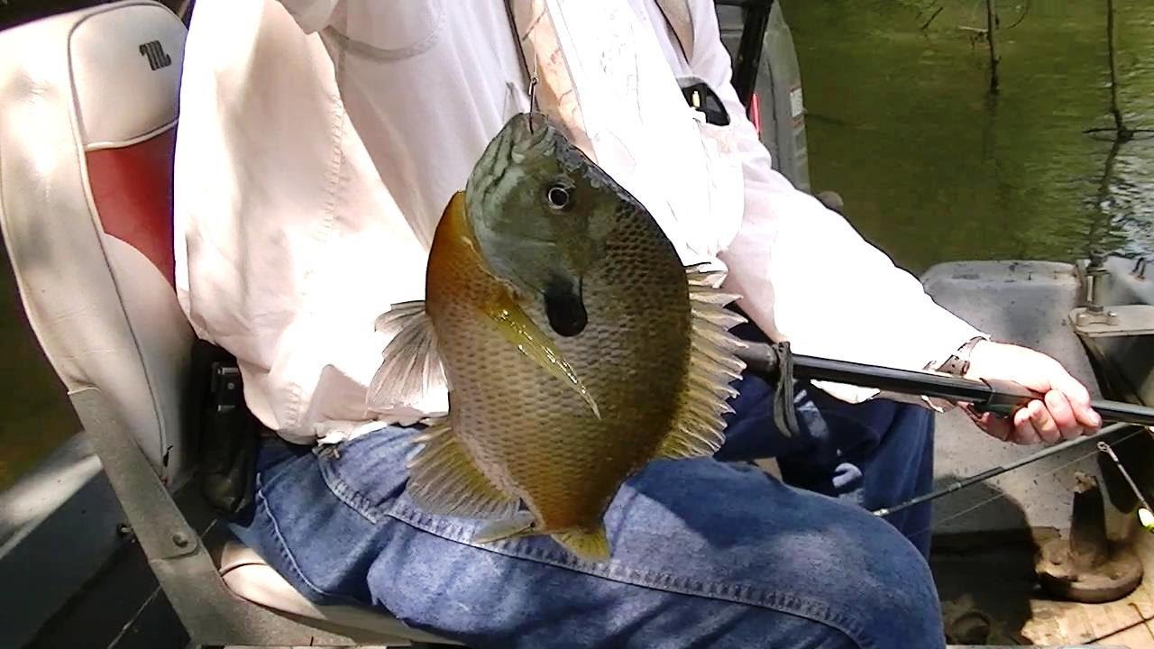Fast Bream & Catfish action! Fishing the River!
