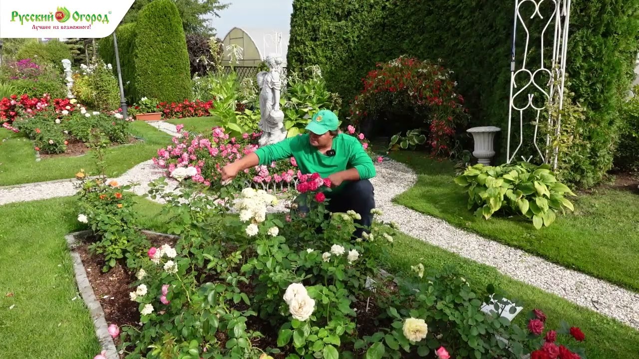 Осенний уход за розами 🌹