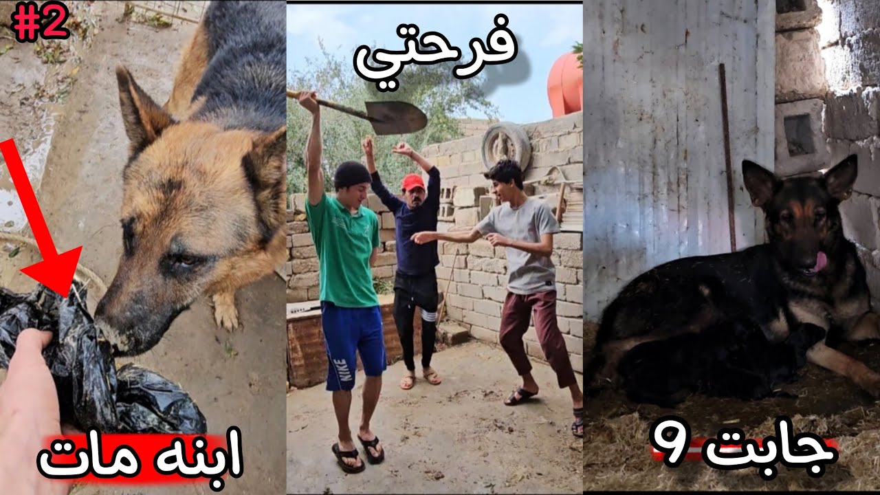 #لوسي_ولدت2 رد فعلي بعد ماشفت جراء لوسي _ ولدت 9 _ موت الجرو التاسع _ صدمة لوسي!!😧