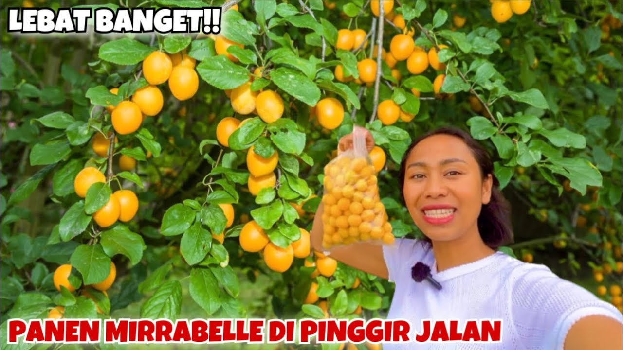 PANEN MIRABELLE SUPER MANIS DI PINGGIR JALAN