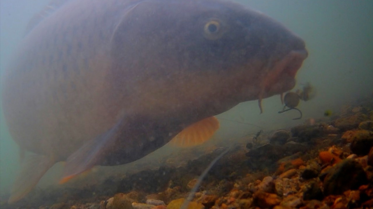 Caught on Camera! Carp Fishing with a Camera on the Line!