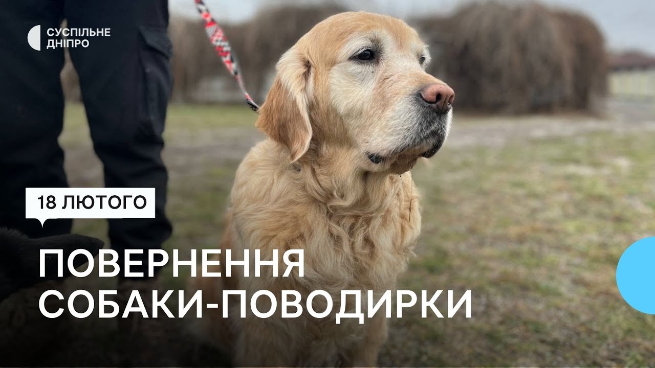 Два роки пошуків: житель Новомосковська знайшов свою собака-поводирку