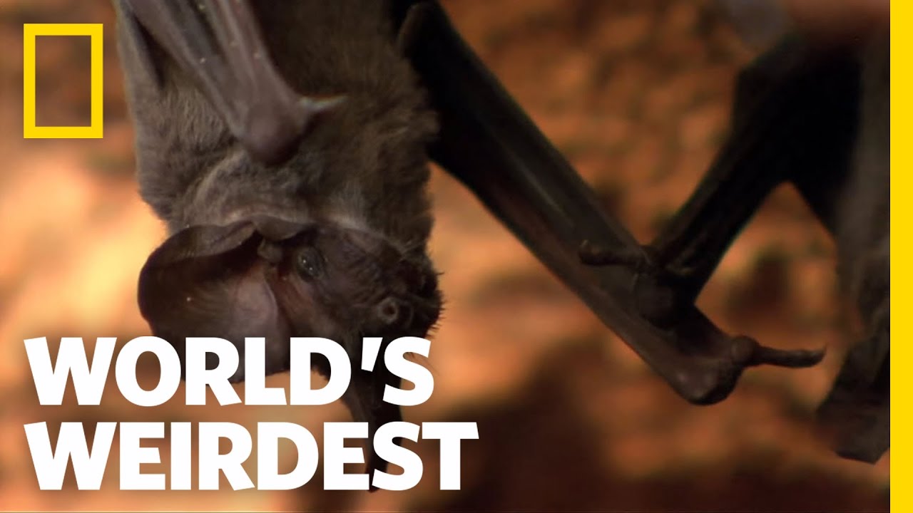 Bats Swarm to Survive | World's Weirdest