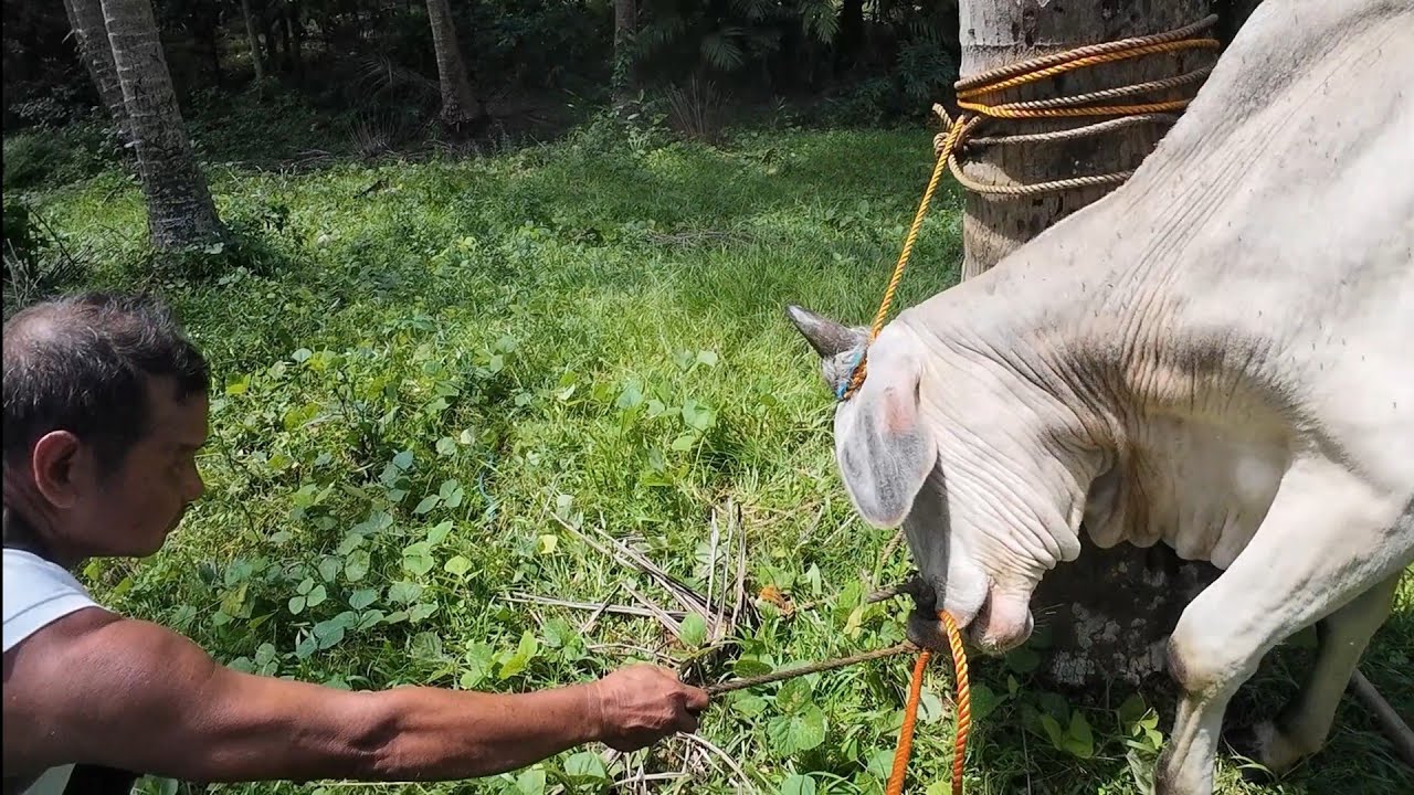 KAMUSTA KAYA ang Baka Natin  na May Sipon 😀🦬🐃🐂🐄🐐#farming 