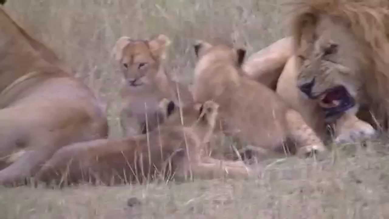 Grimace, Notch coalition. Maasai Mara, Kenya