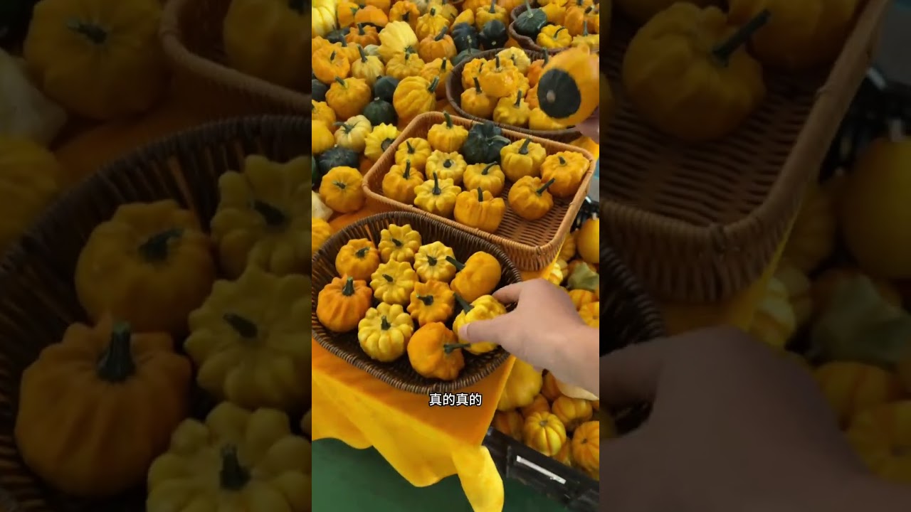 换了个电竞酒店，再带大美去花卉市场逛一下 ！#日常vlog #vlog日常 #记录真实生活