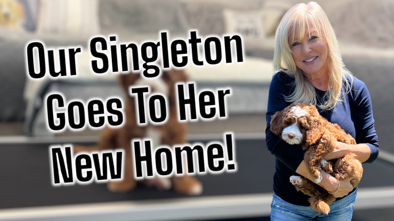 The Singleton Australian Labradoodle Puppy Goes Home!!  EmmaXMitchell