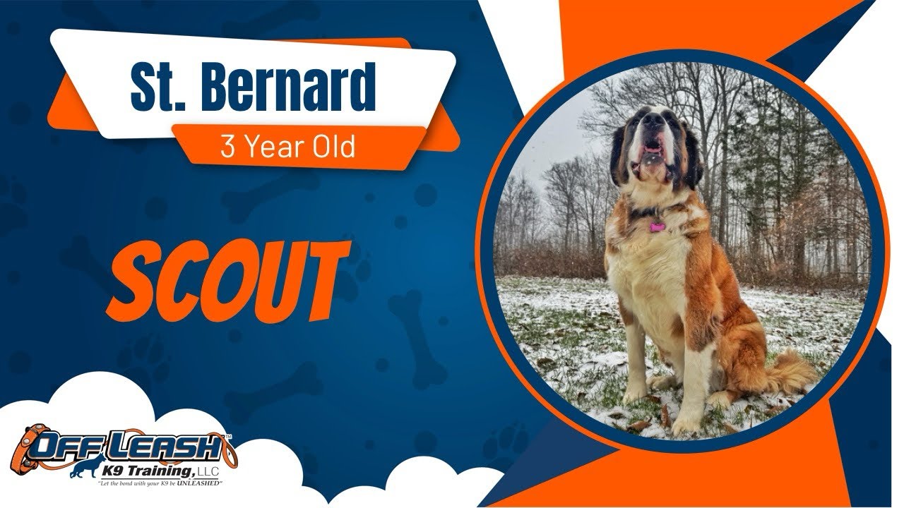 Amazing Transformation | Scout | 3yr old | St. Bernard | Cincinnati Dog Trainers | Off Leash K9