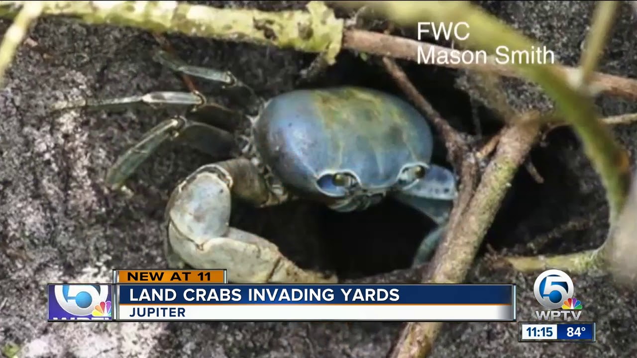 Land crabs putting homeowners in a pinch