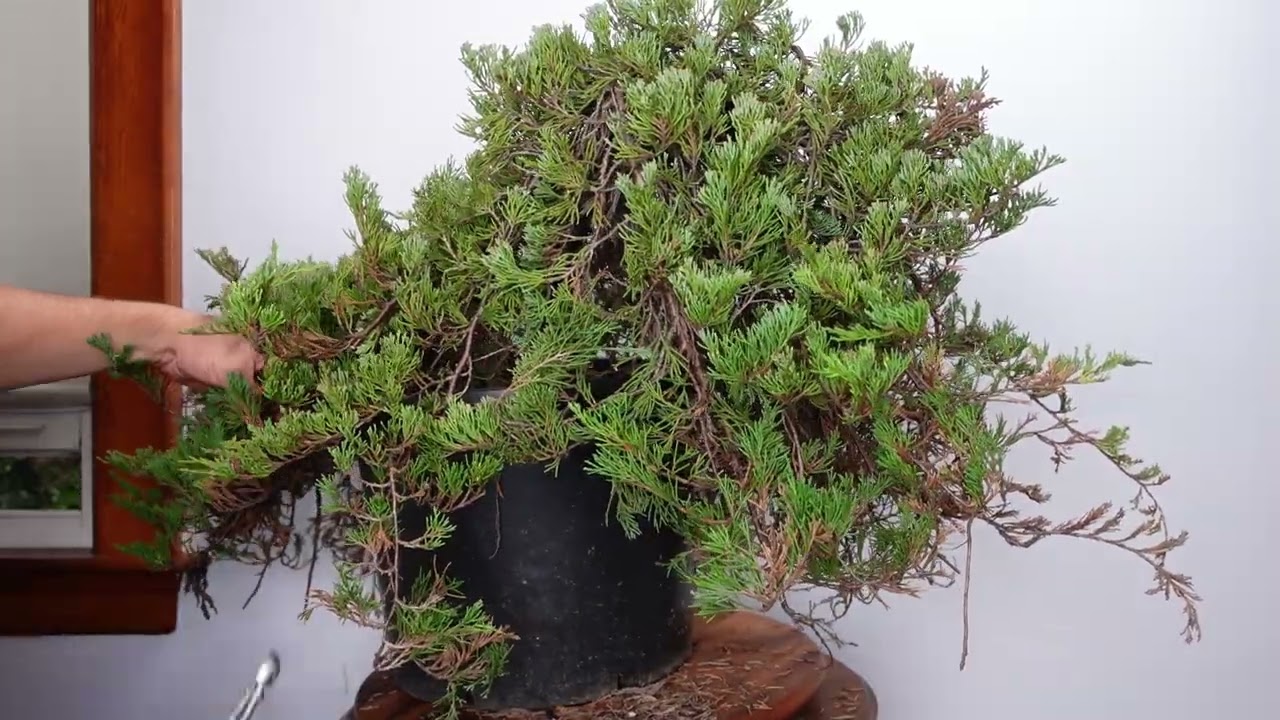 New Glacier Juniper bonsai gets it's first fall trim!