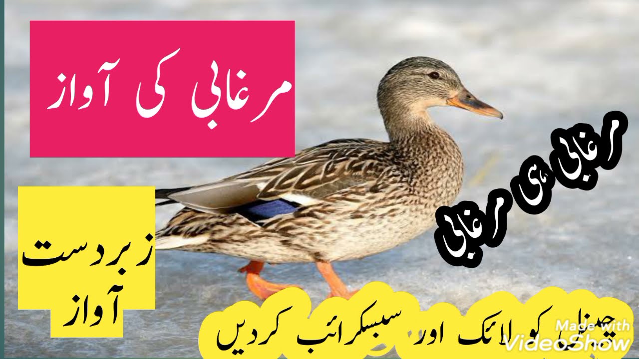 murgabi ki awaz | Duck Hunting | murgabi voice | Teal sound