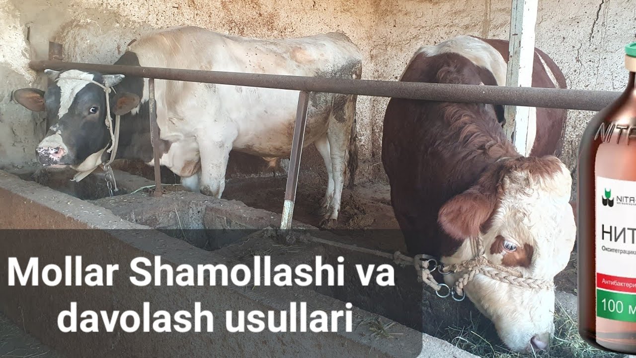 Mollar Shamollashi va davolash usullari. #mol #mollardavolash #biznes #hobby #buqa #molxona