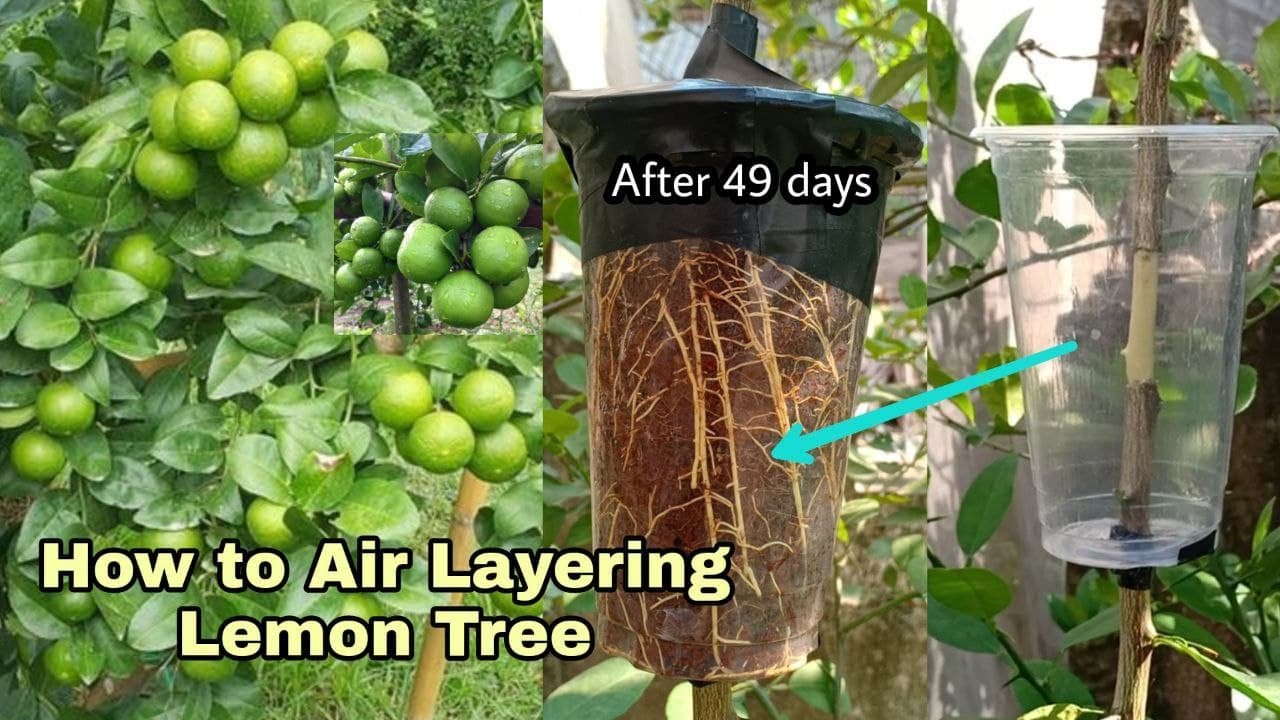 How to Air Layering Lemon Tree in Summer Season /Easy method to grow Lemon tree from cutting at home