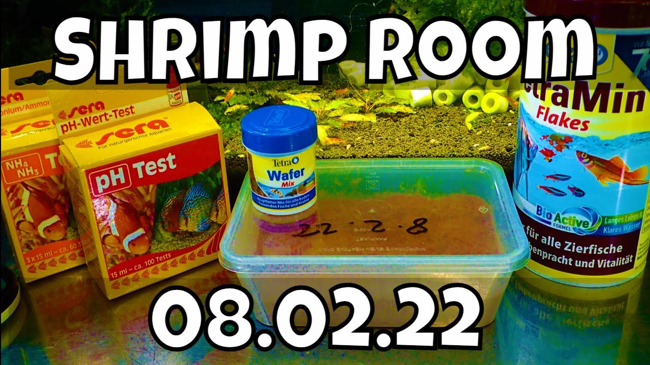 How to Feed Shrimp with Powdered Flake Food for Healthier Tanks | Mark Shrimp Tanks