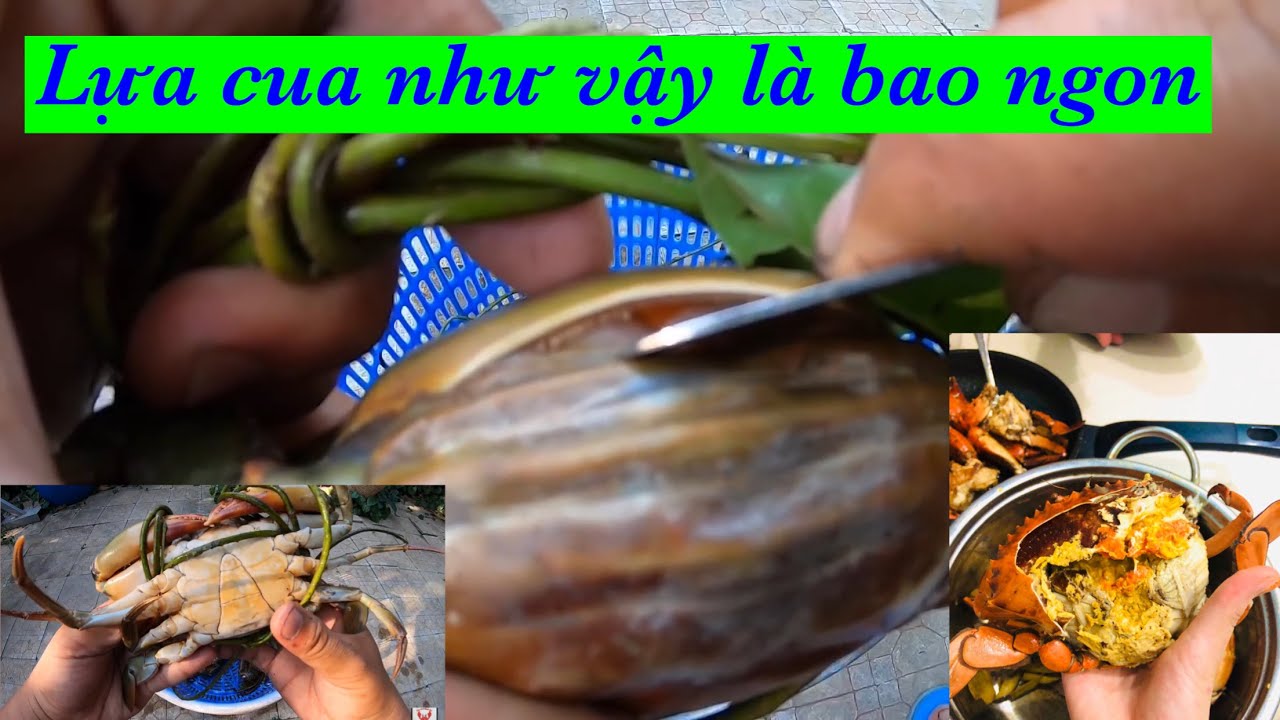Cách Lựa Chọn Cua Thịt Cua Gạch Mà Ai Cũng Làm Được | LTH Vlog| Choose Delicious Crab
