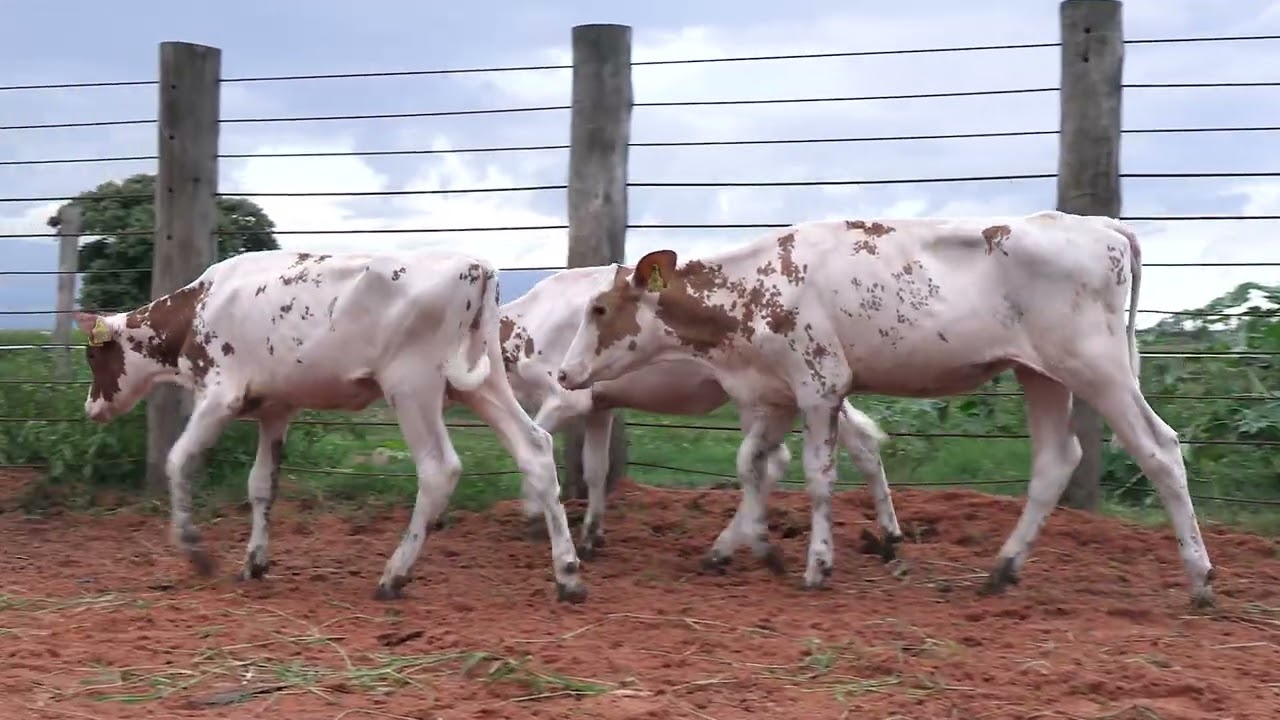 LOTE 65 - 2ª Etapa Mega Liquidação Agro Bento Augusto - 07 de Fevereiro de 2026 | 
