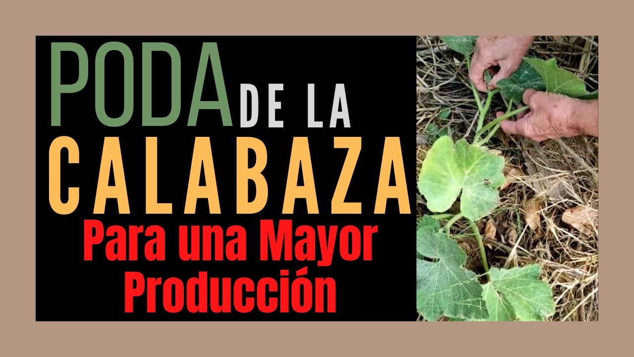 PODA DE LA CALABAZA para una M&Aacute;XIMA PRODUCCI&Oacute;N | EN CAMPO Y ALMA