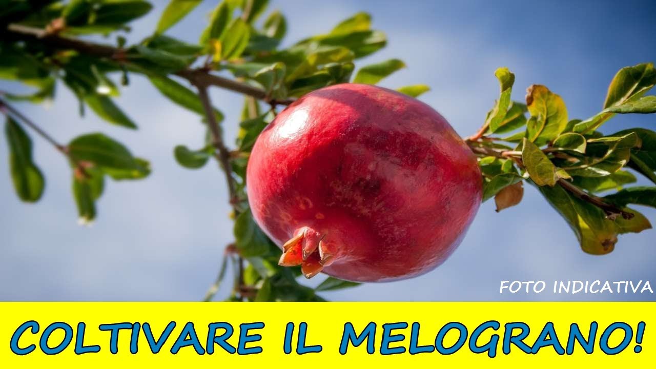 Come trapiantare e coltivare con successo una pianta di melograno in un terreno argilloso!