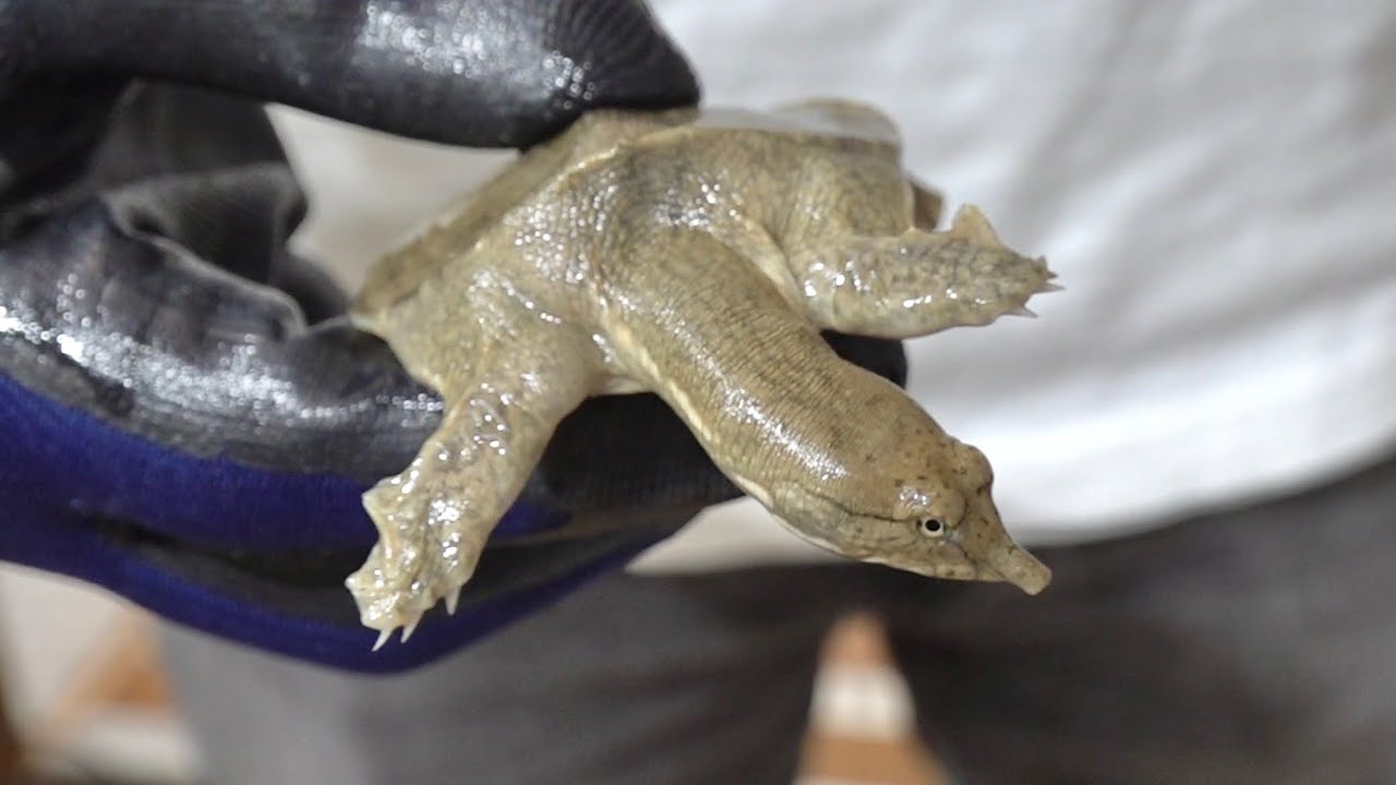 スッポンの赤ちゃんを保護して三ヶ月が経ちました