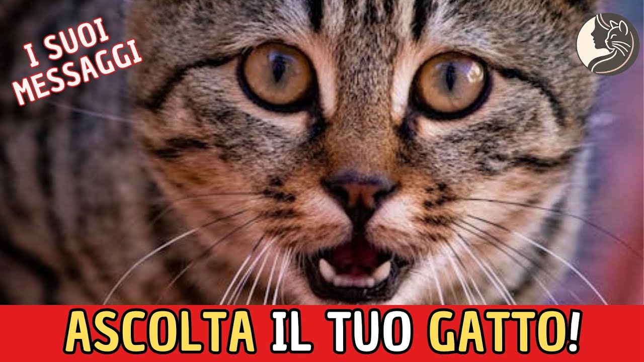 Ascolta il Tuo Gatto: Scopri i 10 Suoni che Usa per Parlarti!