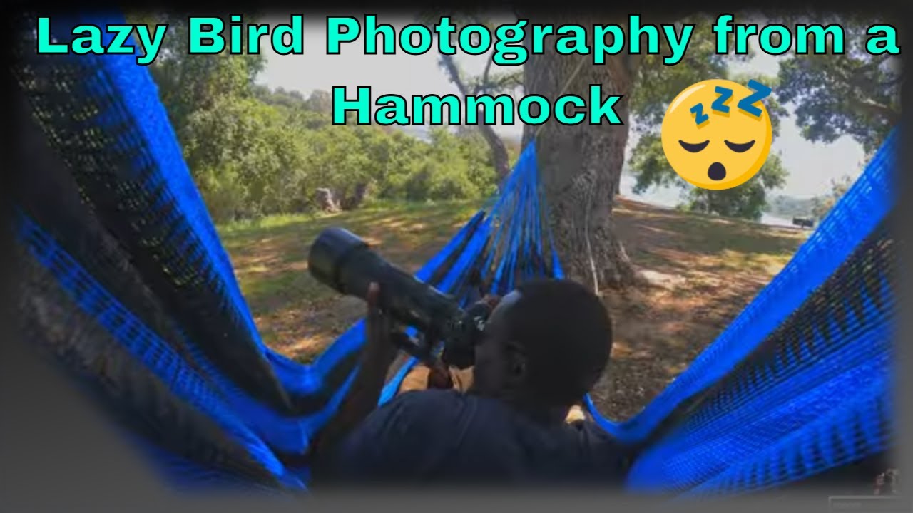 Bird Photography from a Hammock | Lazy Day at Lake Casitas