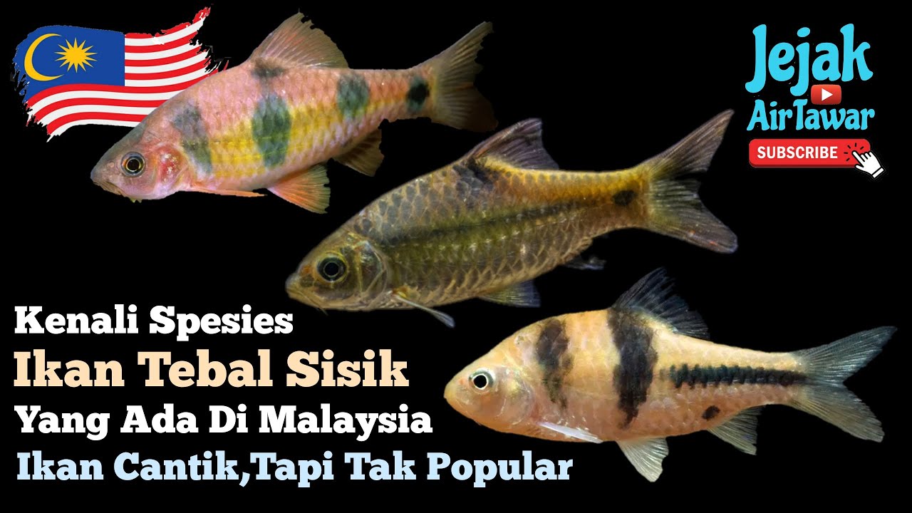 Spesies ikan tebal sisik di Malaysia