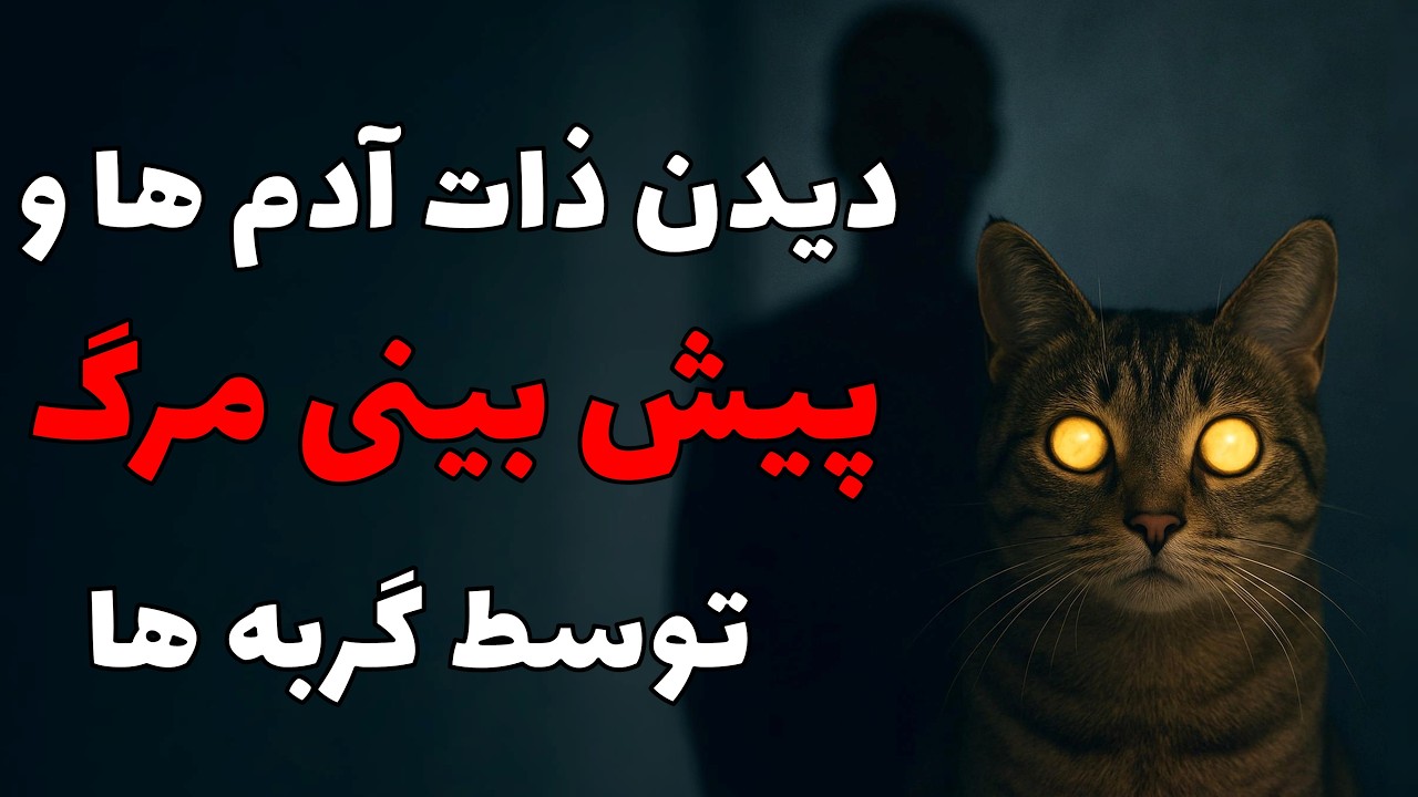 حقیقت باورنکردنی درباره حس ششم گربه‌ها | آیا گربه‌ها واقعاً ذات انسان‌ها را می‌بینند؟