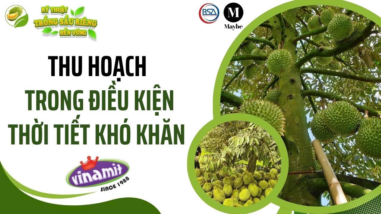 Thu hoạch trong điều kiện thời tiết khó khăn #10 - Nông gia Huỳnh Quới