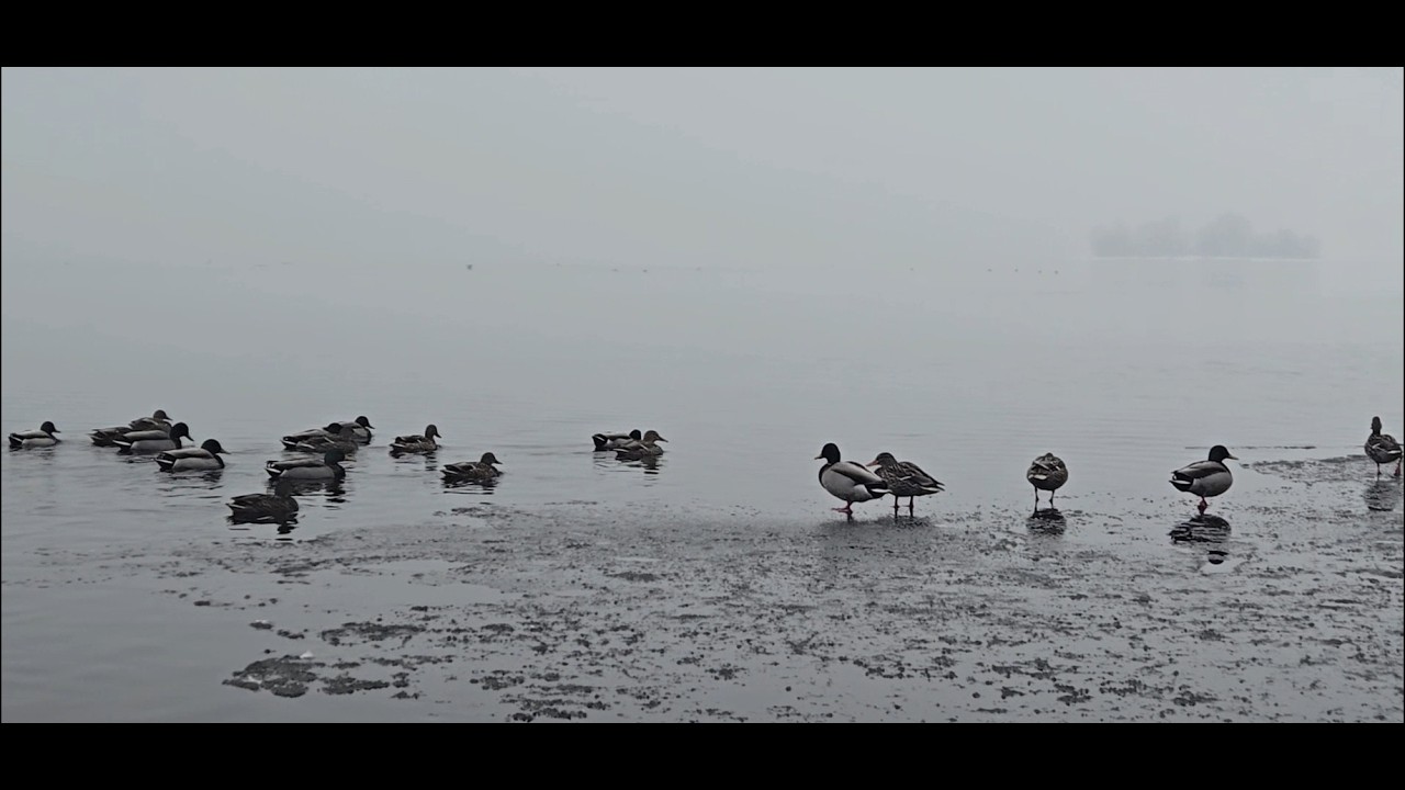 ⭕️ Ducks on the ice _Les canards sur la glace Montréal LachineQuébec Canada#music #glacier#PureMagic