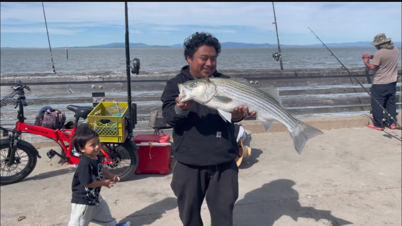 Monster Striped Bass Caught At Point Pinole Pier Bay Area Fishing
